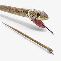 European Grass Snake Brown