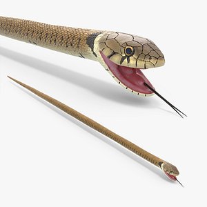 European Grass Snake Brown