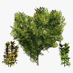 Euphorbia Grantii Rubra 3D 3D model