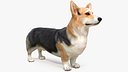 Dog Welsh Corgi Pembroke Tricolor