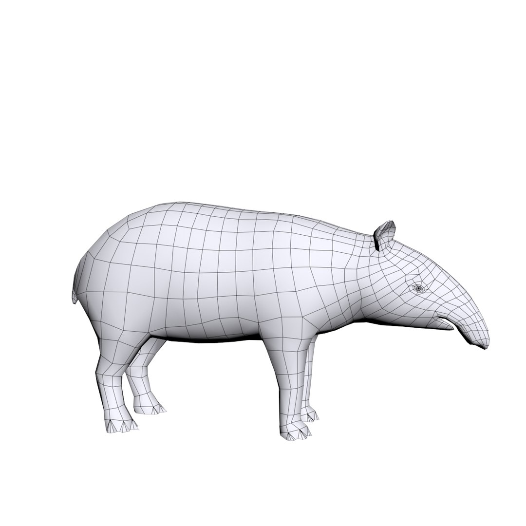 3D tapir base https://p.turbosquid.com/ts-thumb/g0/Hc00TQ/gMjK8Okm/1/jpg/1491904955/1920x1080/fit_q87/75b8d65580f4bdbc1def3b935d5b5747b8d8d43c/1.jpg
