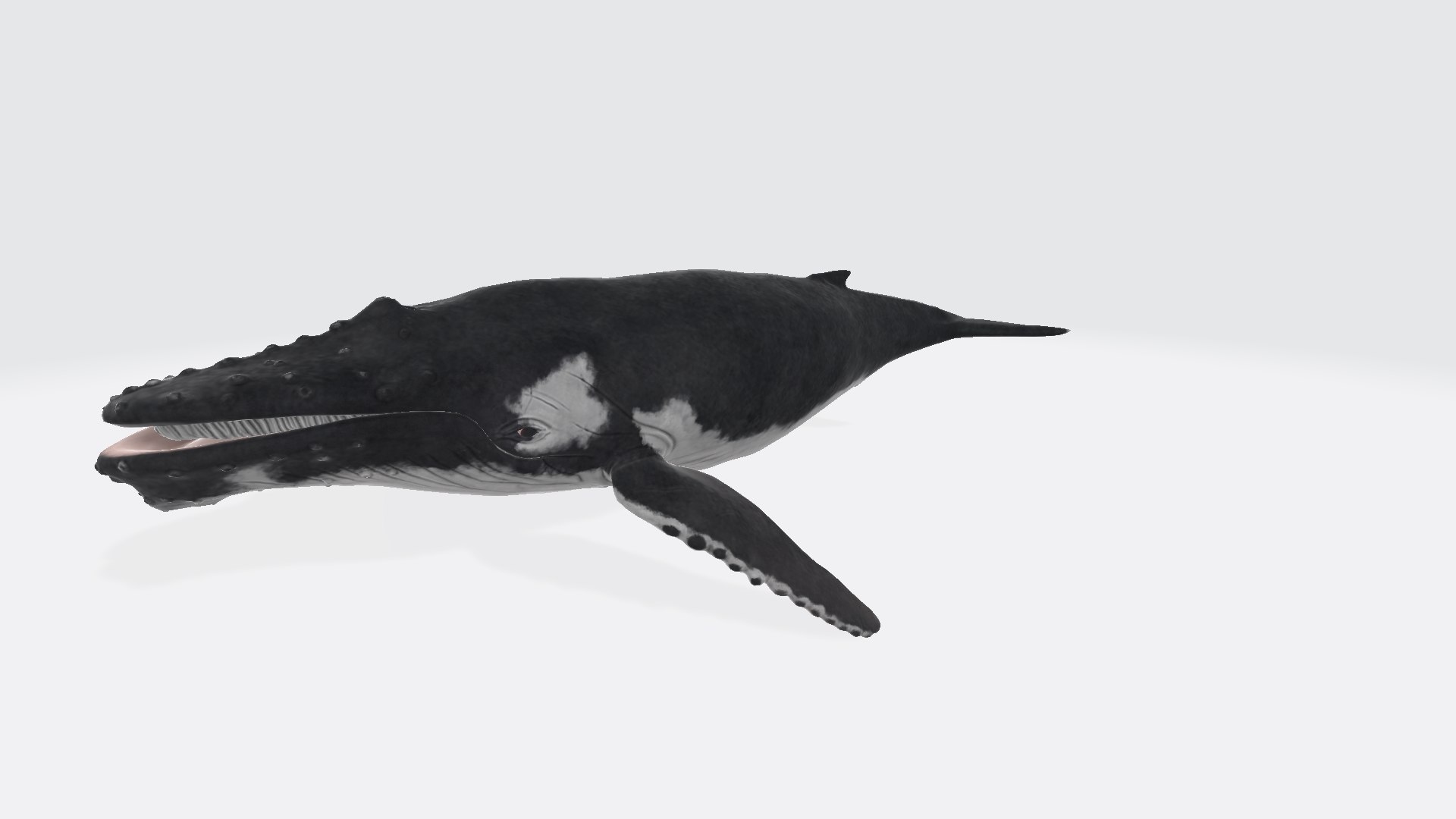 3D Model Humpback Whale - TurboSquid 2291530