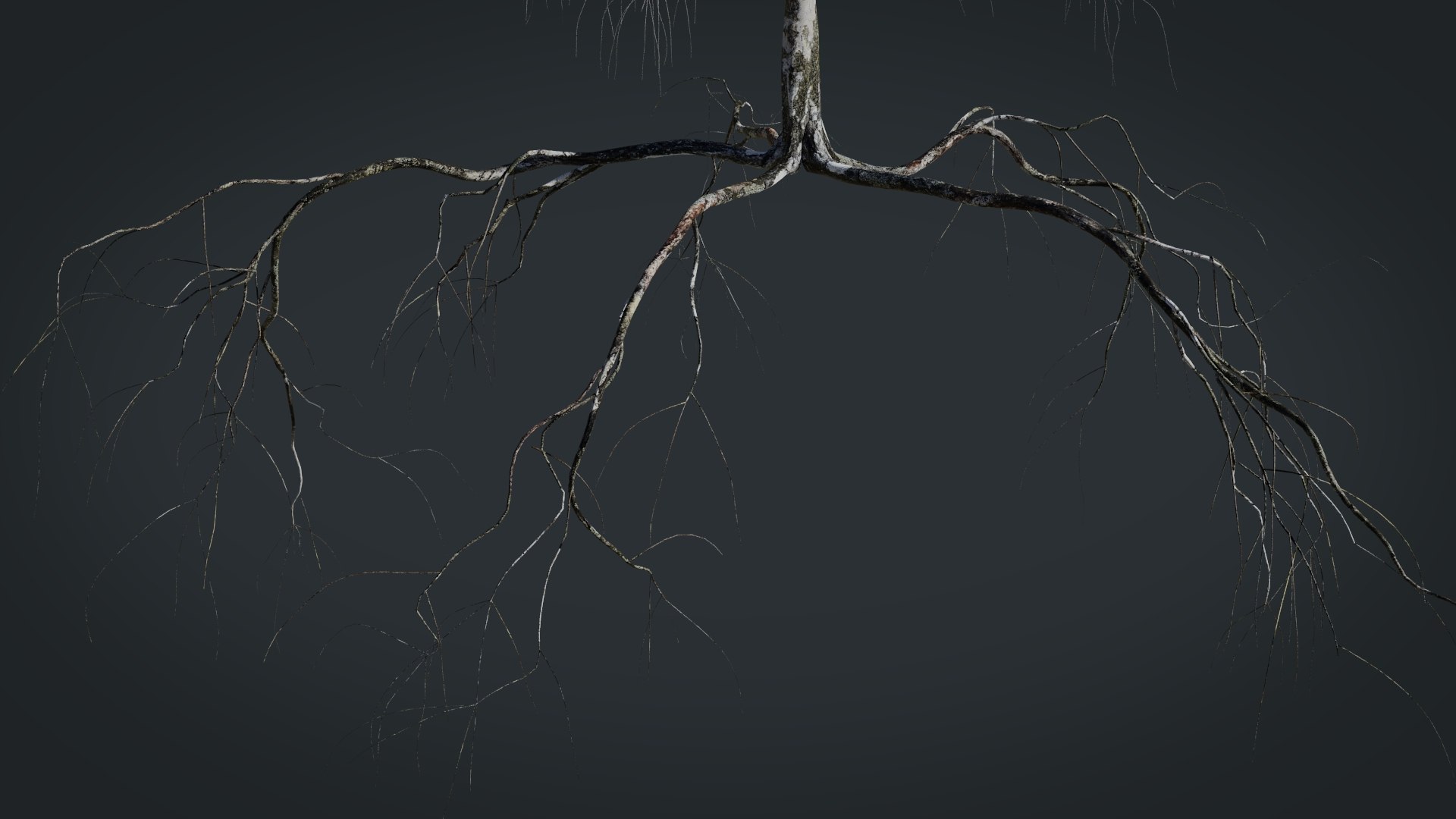 birch dry 2 tree 3D model https://p.turbosquid.com/ts-thumb/g0/eTarEY/BlFXzxUb/render6/jpg/1571247102/1920x1080/fit_q87/90b990ea1b13d672125e35eba0c091f833fd4d3e/render6.jpg