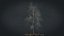 Birch Dry 2