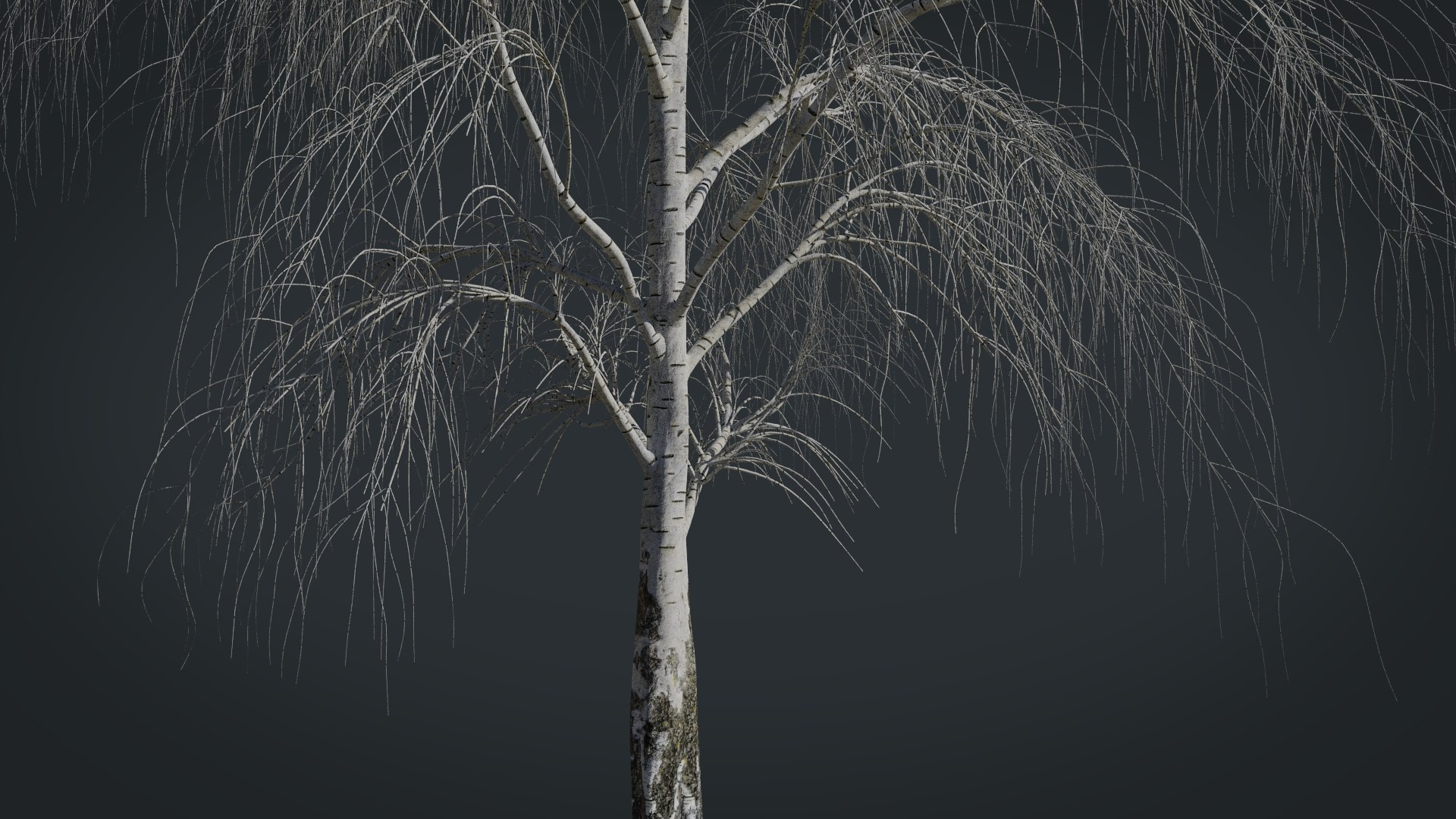 birch dry 2 tree 3D model https://p.turbosquid.com/ts-thumb/g0/eTarEY/GVFB5Ol2/render8/jpg/1571247102/1920x1080/fit_q87/24182dfc2c7f4ae307edf79003a7b83c8bd9031f/render8.jpg