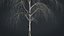 Birch Dry 2