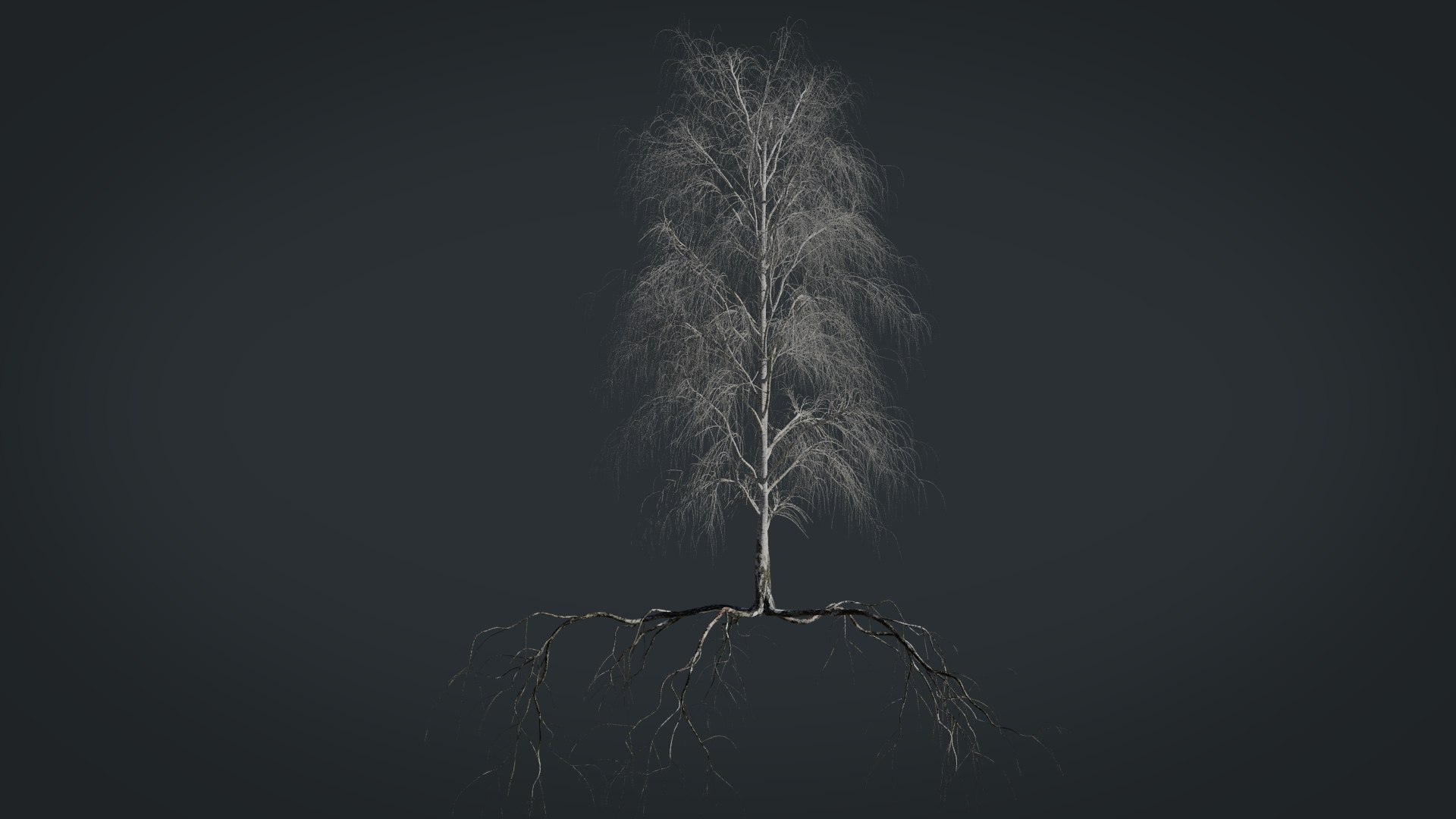 birch dry 2 tree 3D model https://p.turbosquid.com/ts-thumb/g0/eTarEY/JQVCmnhH/render1/jpg/1571247101/1920x1080/fit_q87/bc0b84f294b5d3ba363b4c27d16347982ae55aa8/render1.jpg
