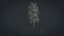Birch Dry 2