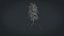 Birch Dry 2