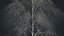 Birch Dry 2