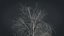 Birch Dry 2