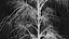 Birch Dry 2