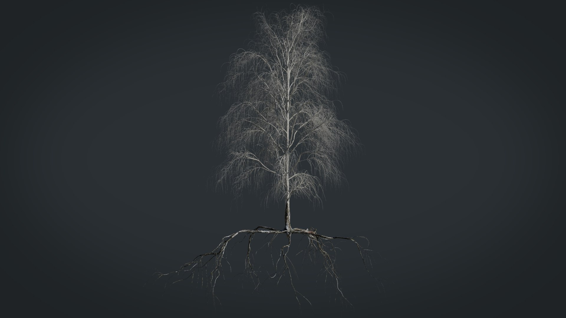 birch dry 2 tree 3D model https://p.turbosquid.com/ts-thumb/g0/eTarEY/dKRaGhtK/render5/jpg/1571247102/1920x1080/fit_q87/a7236cbb40a518f865386512d68a16fde9fdcc58/render5.jpg