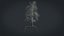 Birch Dry 2
