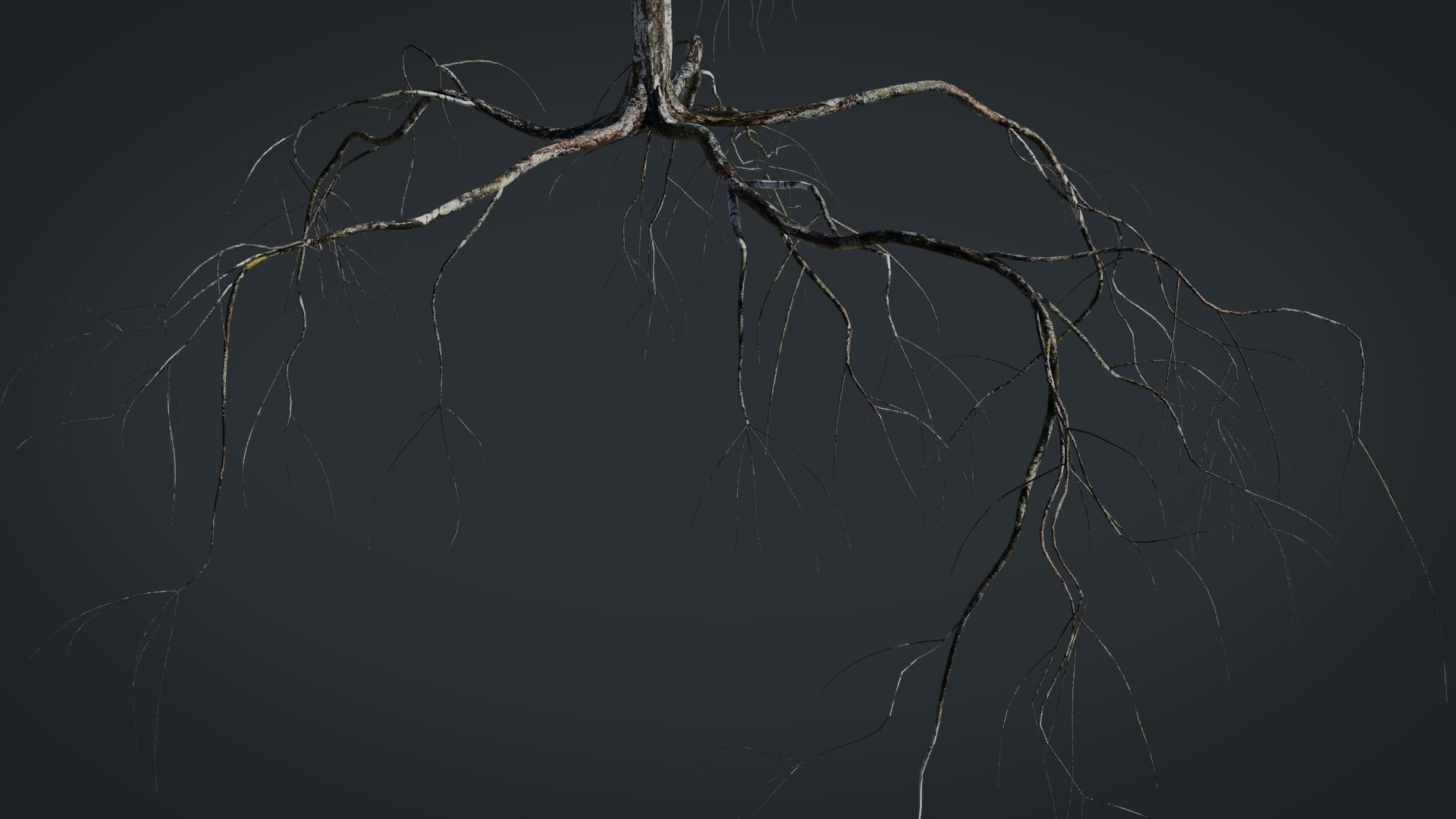 birch dry 2 tree 3D model https://p.turbosquid.com/ts-thumb/g0/eTarEY/mkfehUDY/render7/jpg/1571247102/1920x1080/fit_q87/7a33884912b16409a4ea0738b5924882870c76fa/render7.jpg