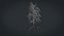 Birch Dry 2