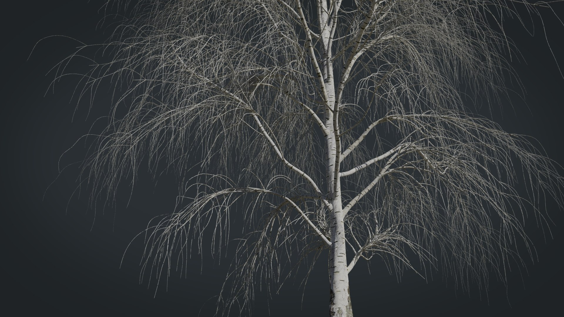 birch dry 2 tree 3D model https://p.turbosquid.com/ts-thumb/g0/eTarEY/z7DwoMD0/render11/jpg/1571247102/1920x1080/fit_q87/b464a7469a6407c9c96b6810ea7321ba9d18d1cd/render11.jpg