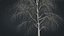 Birch Dry 2
