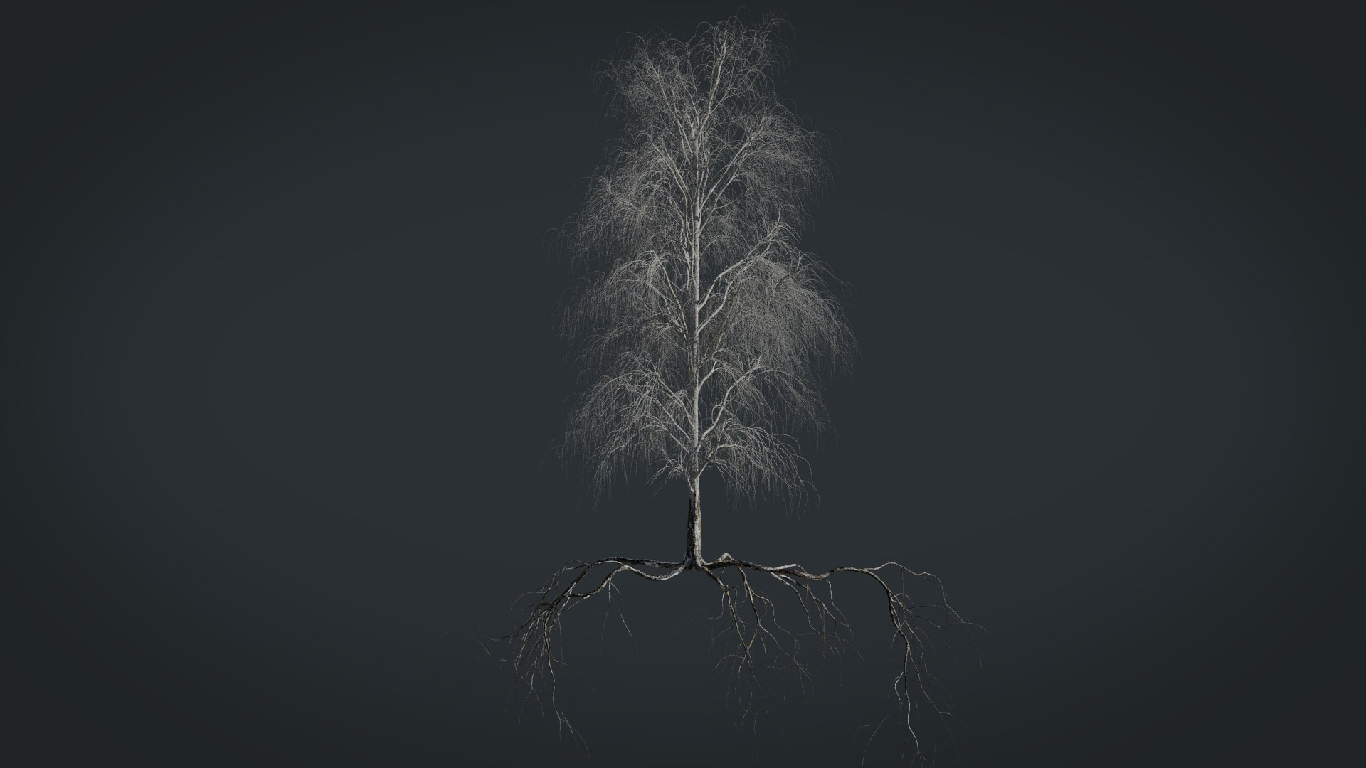 birch dry 2 tree 3D model https://p.turbosquid.com/ts-thumb/g0/eTarEY/zcVZ0YCb/render4/jpg/1571247102/1920x1080/fit_q87/1ece40b3423e7aee874cdc14fd7e8c9bc7b2f6f7/render4.jpg