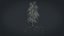 Birch Dry 2
