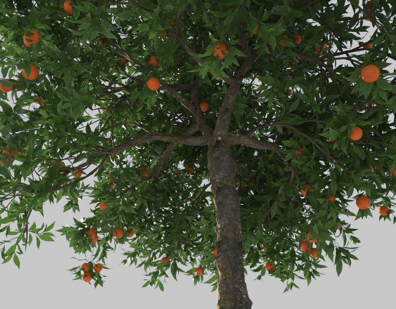 orange tree 3d model