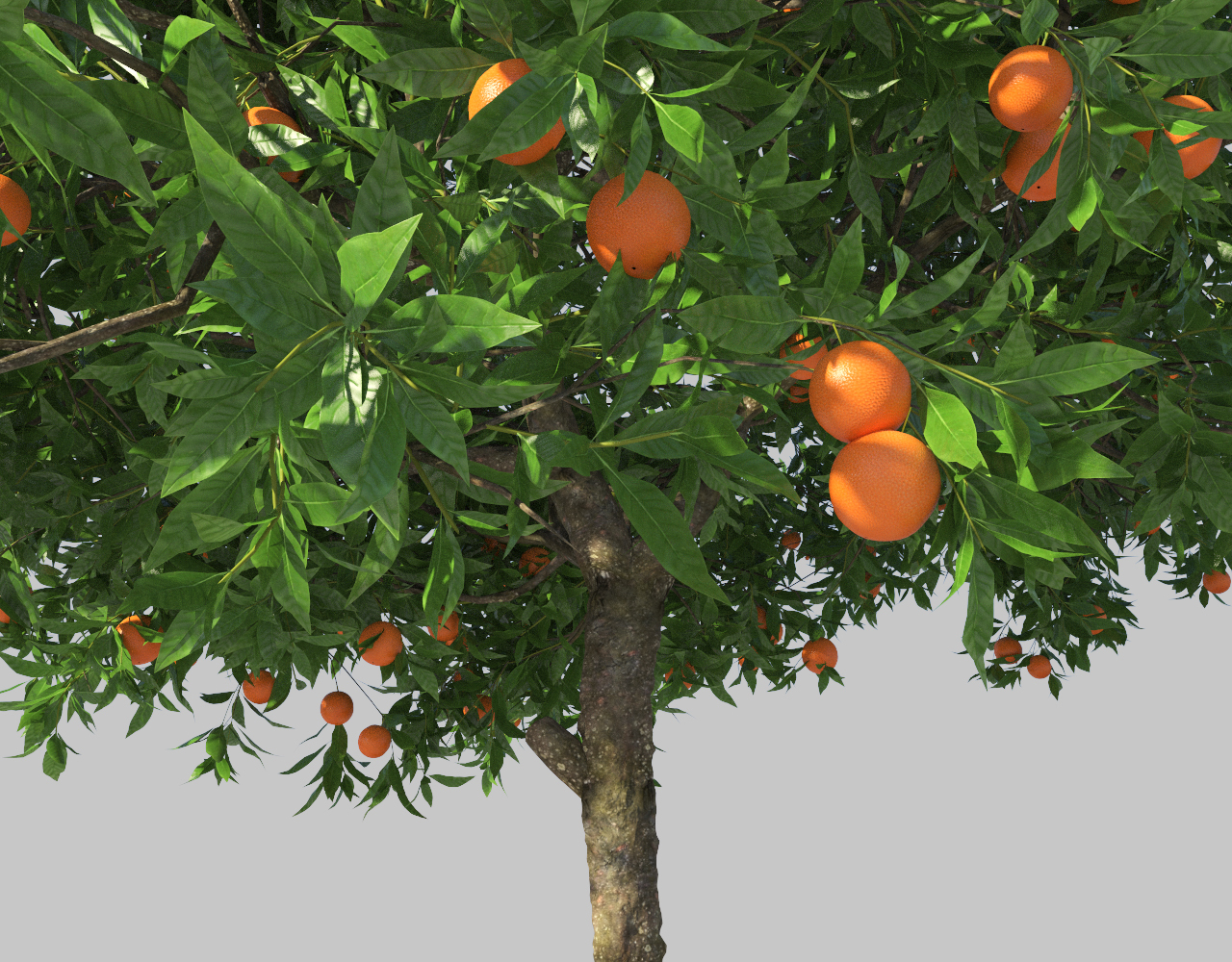 orange tree 3d model