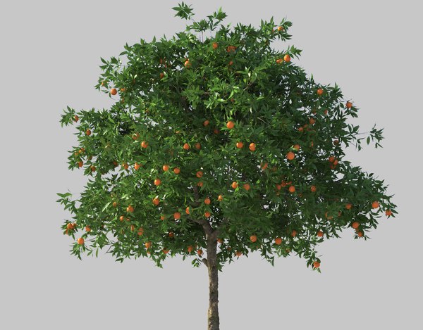 orange tree 3d model