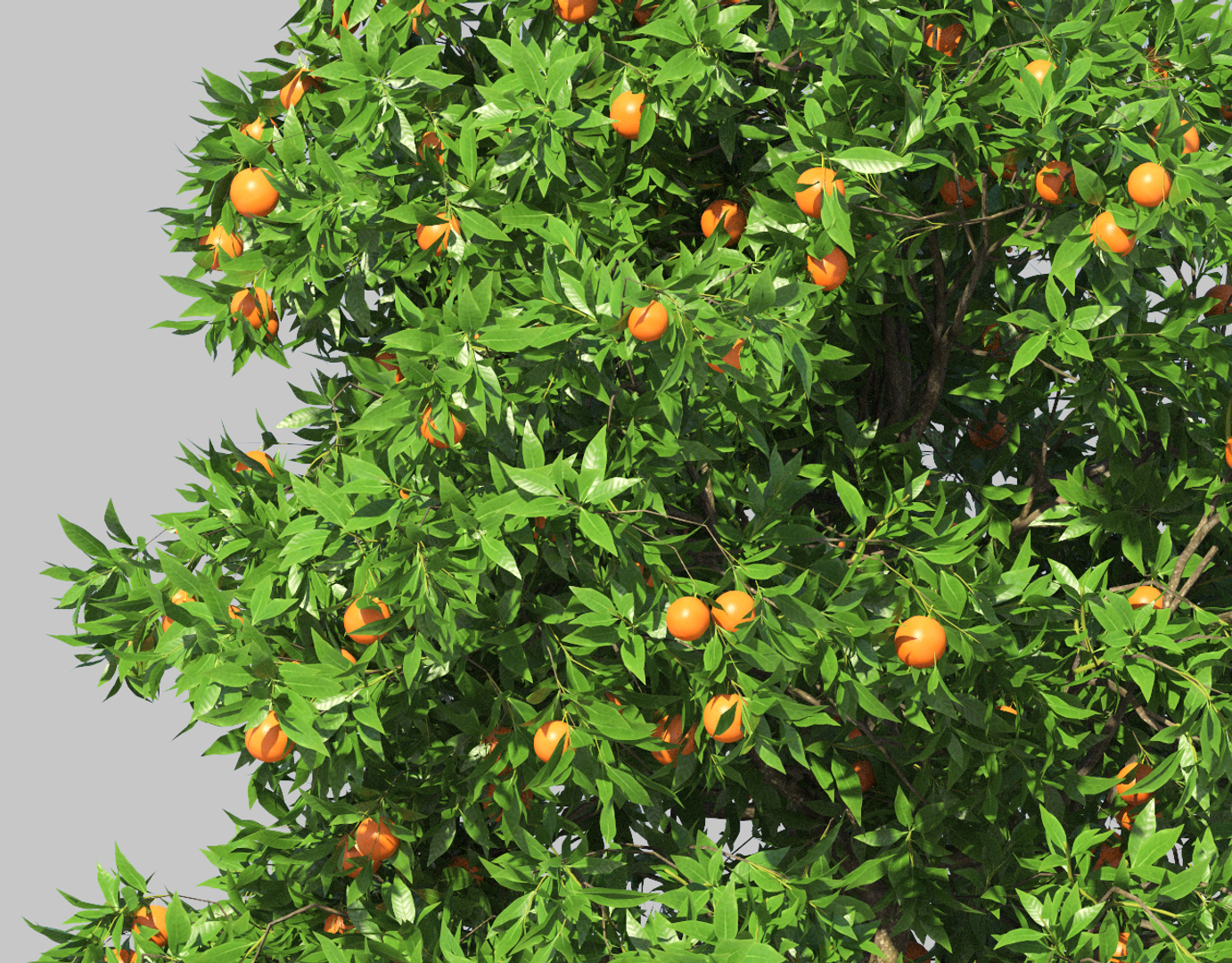 orange tree 3d model