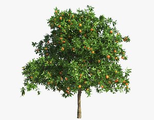 orange tree 3d model