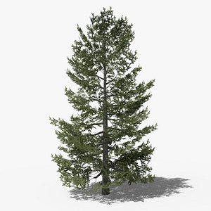 Lowpoly Pine v10 3D model