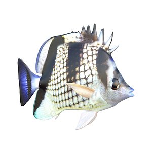 3D Asian Butterflyfish