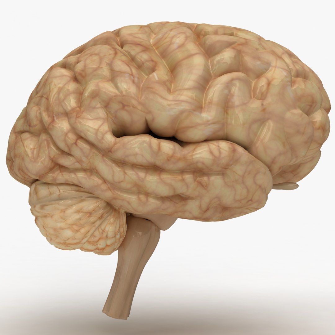 3ds Max Human Brain