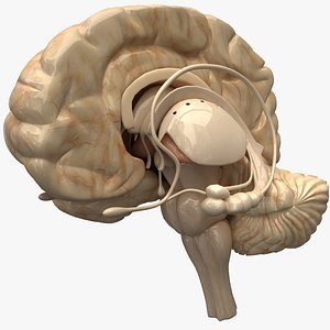 Human Brain