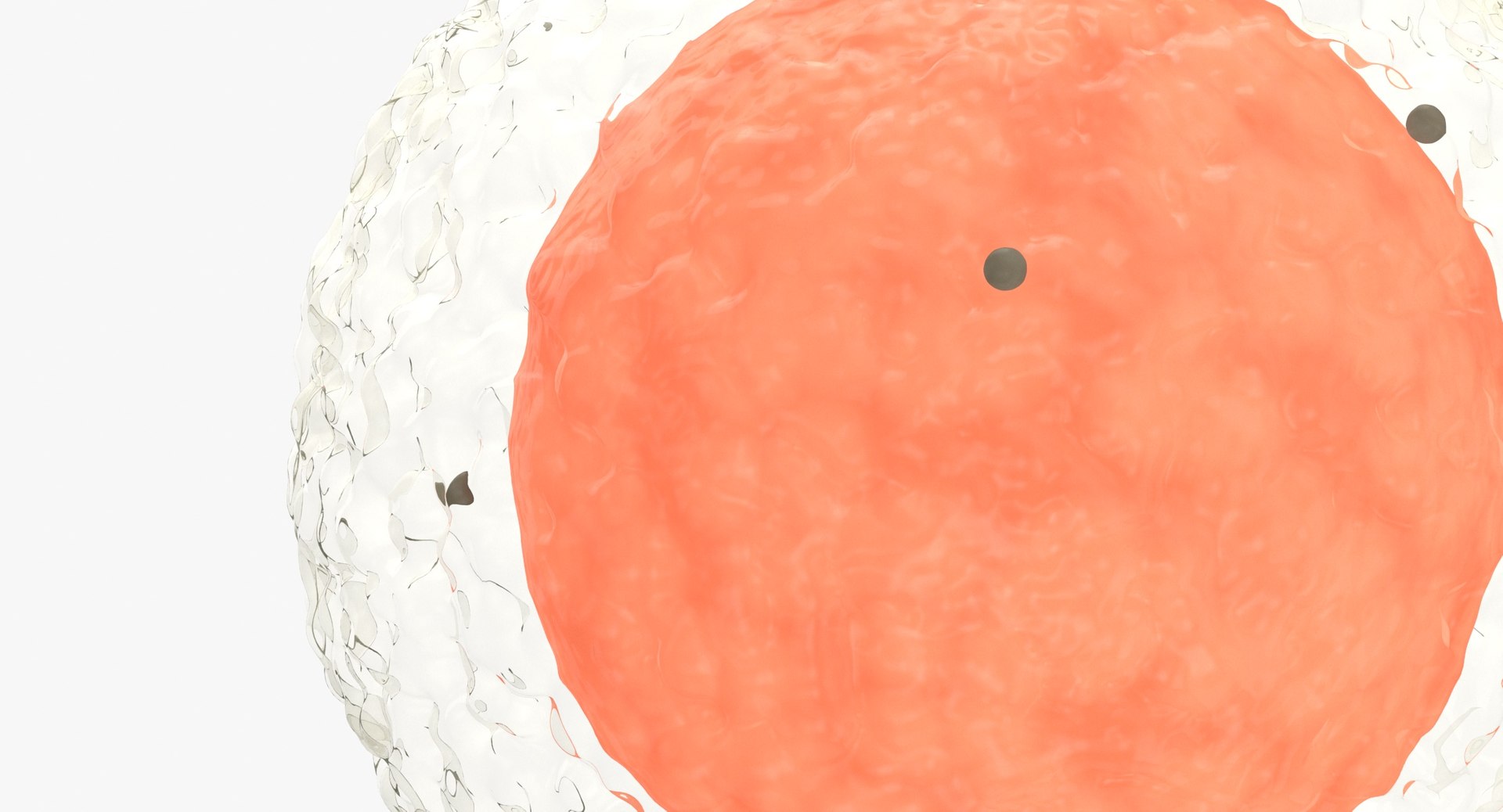 Egg Cell 3D https://p.turbosquid.com/ts-thumb/g1/IzZ7Gl/5n/egg_cell_thumbnail_0008/jpg/1657538277/1920x1080/fit_q87/2d3b5c011e48b34f311df0238d222b9a608d9b37/egg_cell_thumbnail_0008.jpg