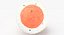 Egg Cell