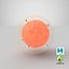 Egg Cell