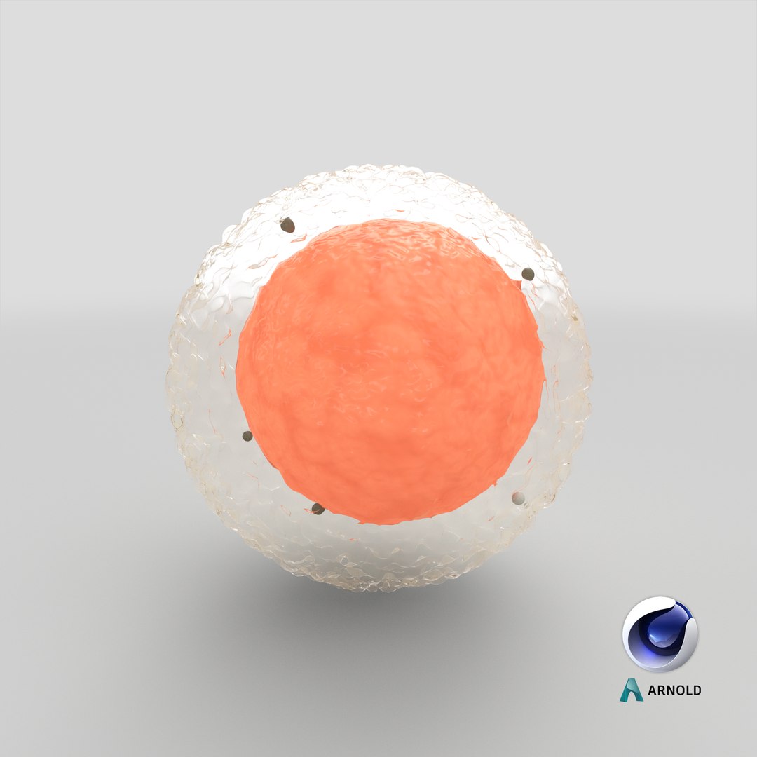Egg Cell 3D https://p.turbosquid.com/ts-thumb/g1/IzZ7Gl/t1/stemcell_cinema_4d_arnold_render/png/1657791391/1920x1080/fit_q87/4759aca7ef57258392aab0969ab9ebbb01d4af72/stemcell_cinema_4d_arnold_render.jpg
