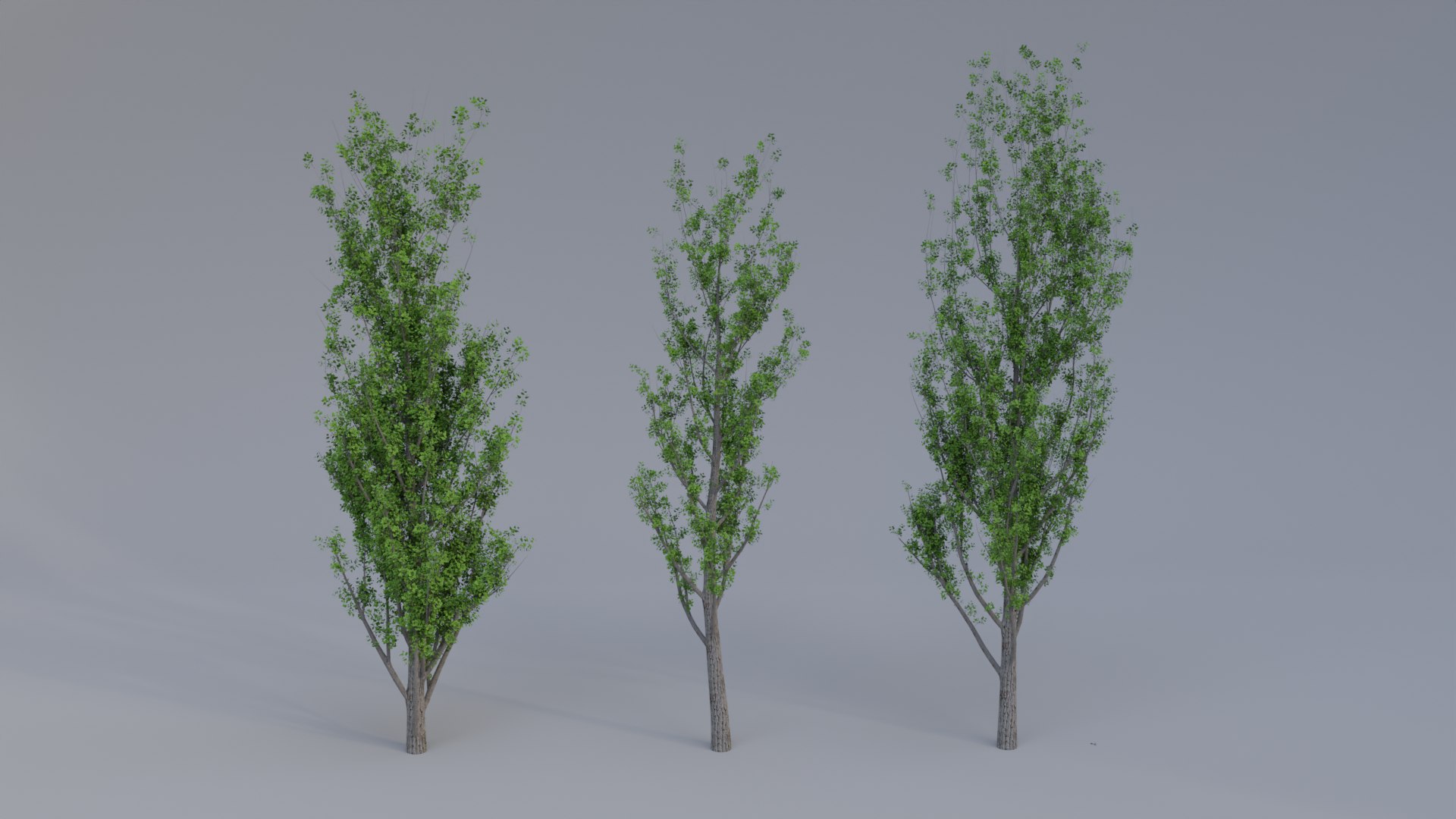 Black Poplar model https://p.turbosquid.com/ts-thumb/g1/Jvwr4d/dD/01untitled/png/1685199526/1920x1080/fit_q87/1a706c318bf452892f643baaed3651bb75e81cab/01untitled.jpg