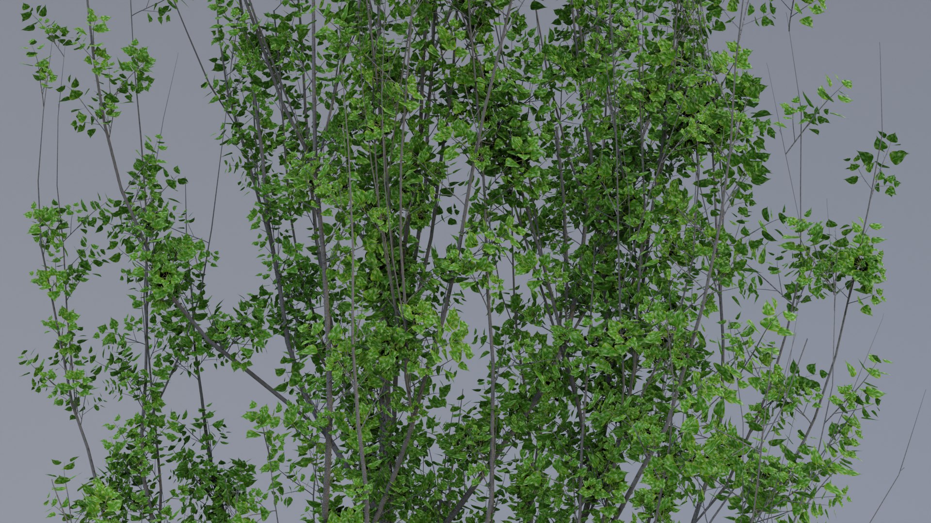 Black Poplar model https://p.turbosquid.com/ts-thumb/g1/Jvwr4d/kH/02untitled/png/1685199547/1920x1080/fit_q87/212638776c47c903dca48ba118a1e6bab6597a9a/02untitled.jpg