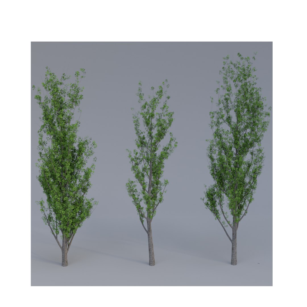 Black Poplar model https://p.turbosquid.com/ts-thumb/g1/Jvwr4d/qL/untitled2copy/jpg/1685199578/1920x1080/fit_q87/d66e2a77431a7a09cba60889bfd330afd90a39d1/untitled2copy.jpg