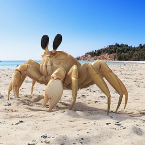 Shoreline Sand Crab Fur Rigged for Cinema 4D