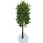 pine 3d model