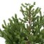 pine 3d model