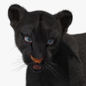 Baby Black Panther Cub Fur
