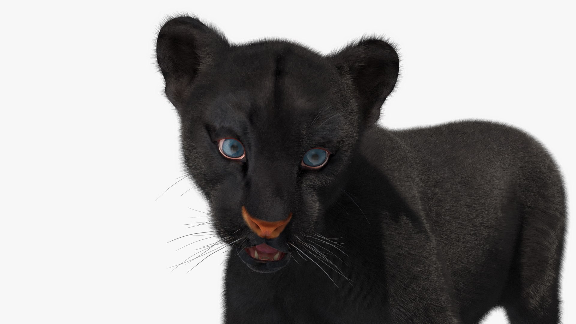3D Baby Black Panther Cub Fur - TurboSquid 2339690, image size:1920x1080