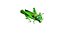 Grass Hopper