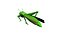 Grass Hopper