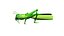 Grass Hopper