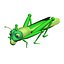 Grass Hopper