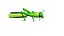Grass Hopper
